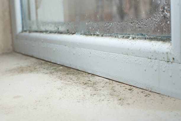 Environmental Consulting for Mold Prevention in North Caldwell, NJ